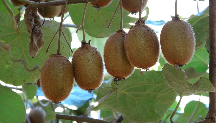 Vitamin ve şifa kaynağı Aroması ve lezzeti ile de bir başka...