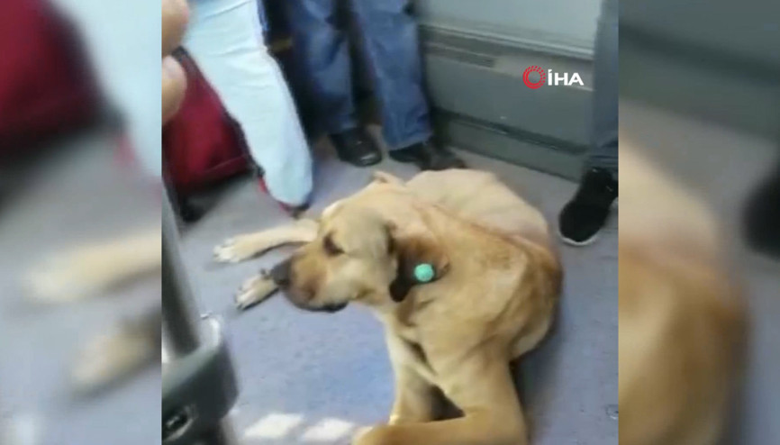 Sevimli köpeğin metrobüs yolculuğu