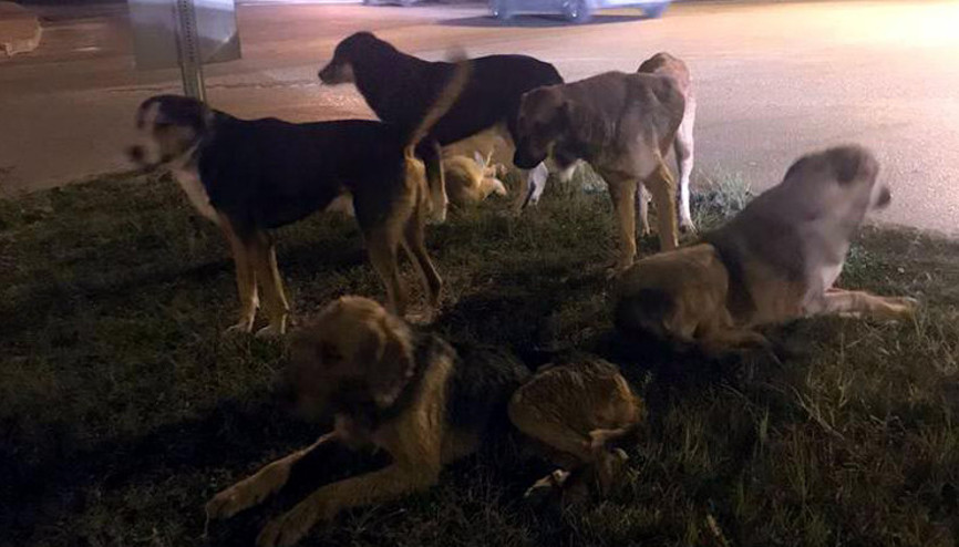 Boluda ayakları kopuk bulunan kedi ölüleriyle ilgili valilikten açıklama