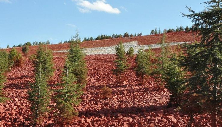Rekor etkinlik için fidanlar yola çıktı