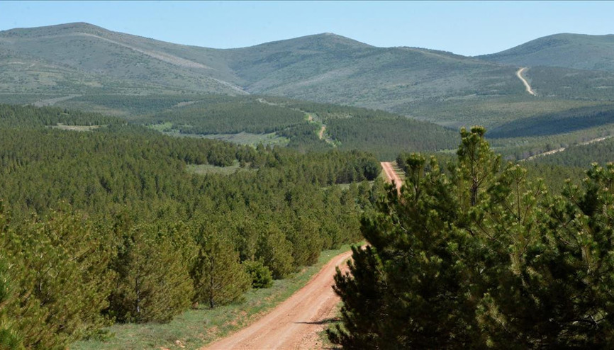 11 milyon fidan toprakla buluşacak