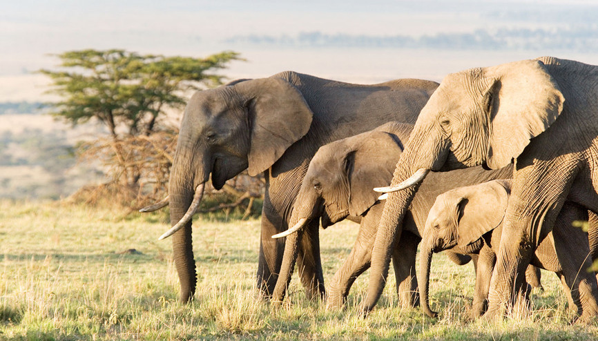 Vahşi doğa ‘taşınıyor’