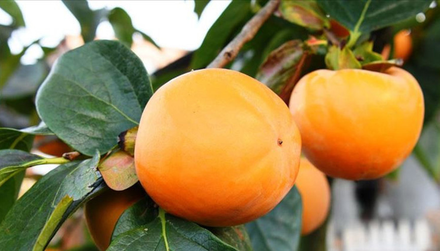 Yazın Lapseki şeftalisi, kışın Trabzon hurması üretiyorlar