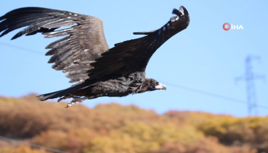 Nesli tehlike altında olan Kara Akbaba Tuncelide görüntülendi