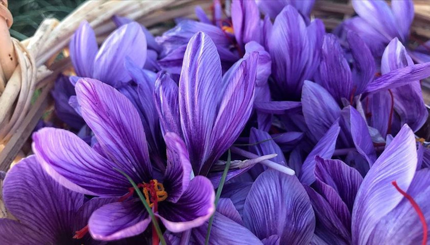 Milli bitki safrandan 20 kilo hasat