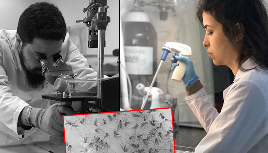 5 bin sivrisineği incelediler; Batı Nil Ateşi virüsü uyarısı 5 bin sivrisineği incelediler; Batı Nil Ateşi virüsü uyarısı