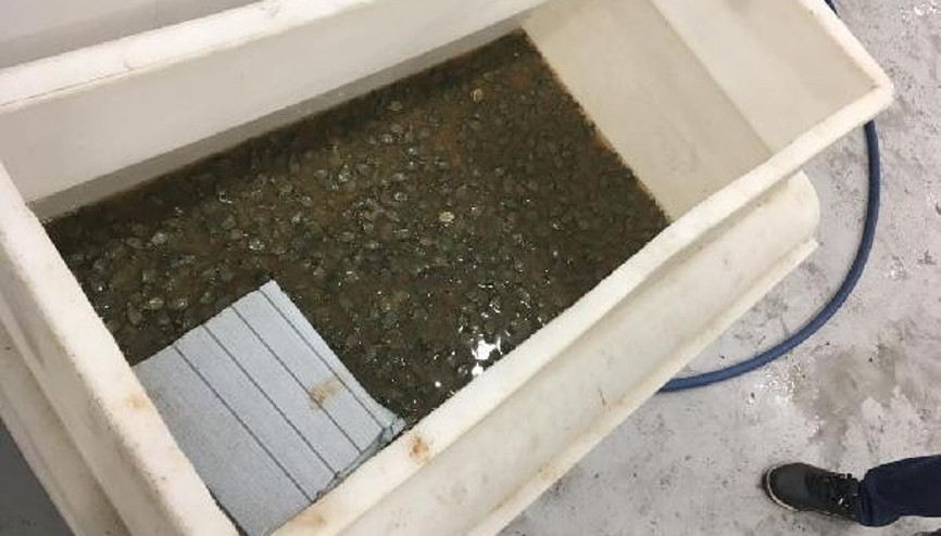 Bagajdaki kolilerden 3 bin 400 su kaplumbağası çıktı