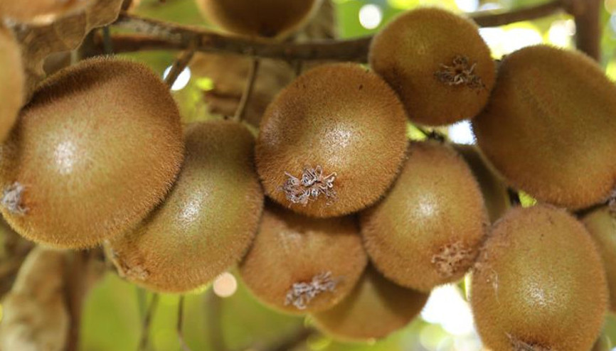 Kividen Ordu ekonomisine 30 milyon liralık katkı