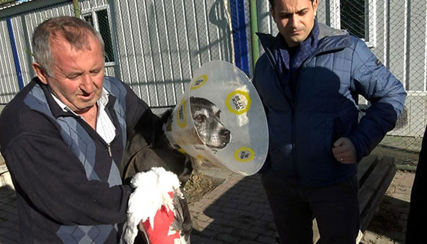 Hayvan barınağında pitbull dehşeti
