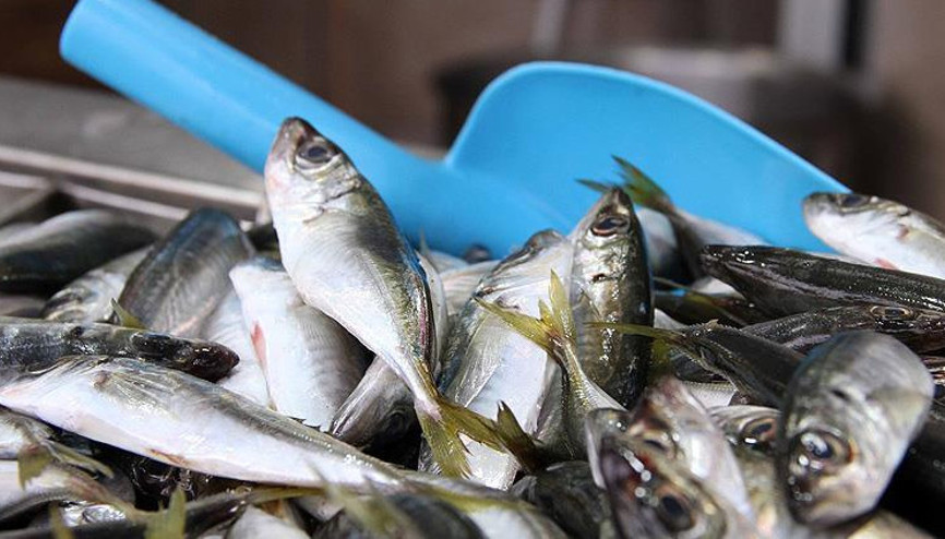 Bakanlıktan su ürünlerinde av yasaklarına uymayanlara yakın takip