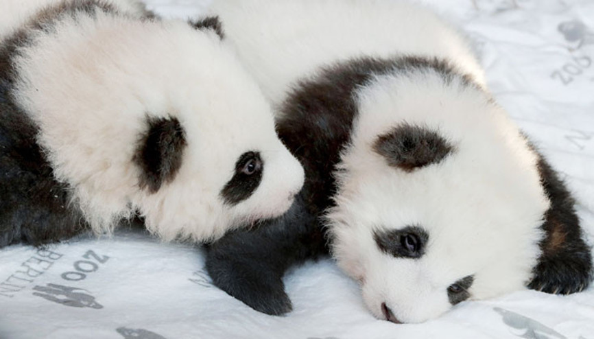 Arkadaşım ‘Meng Xiang’ ve ‘Meng Yuan’