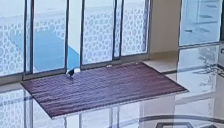 Yaralı güvercinin belediyeye sığındığı anlar kamerada