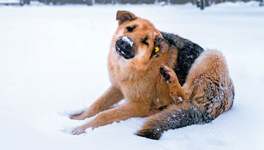 Hayvanseverin 5 kış ödevi