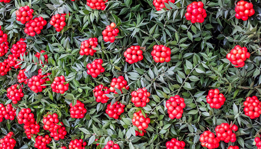 Yılbaşı Çiçeği: Kokina Çiçeğinin Uğuru