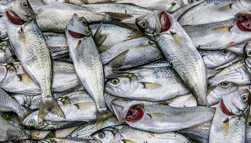İstanbulun Şile bezinden sonra ikinci coğrafi işaret başvurusu lüfer için yapıldı