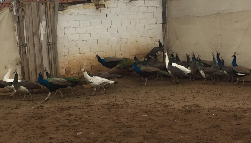 Bu kuşların çifti 5 bin lira