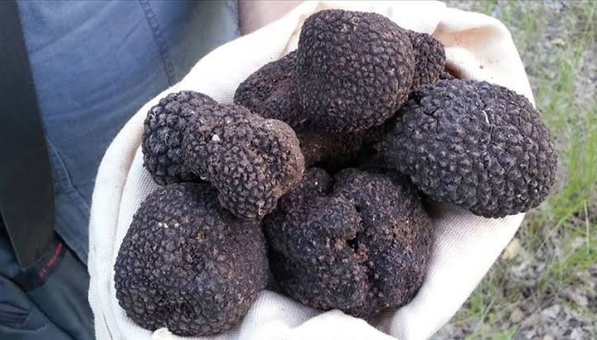 Ticaret Bakanlığı trüf mantarı ihalesi gerçekleştirecek