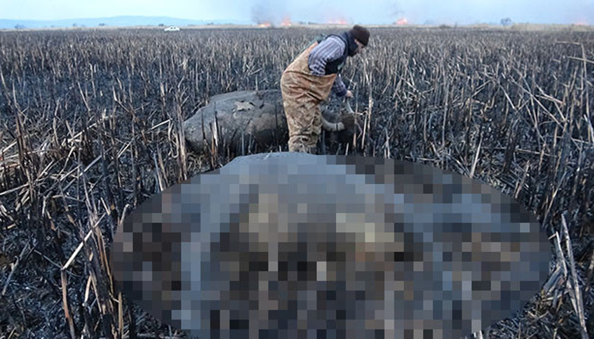 Yangının ortasında kaldılar... Üzücü görüntü