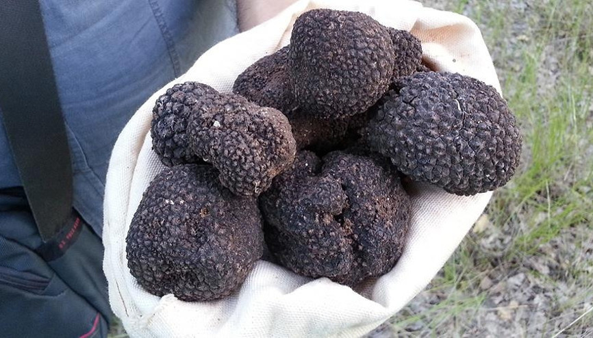 Trüf mantarı nedir ve nerede yetişir Trüf mantarı faydaları nedir Trüf mantarı nedir ve nerede yetişir Trüf mantarı faydaları nedir