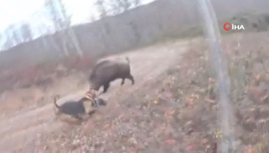 Avlamak istediği yaban domuzunun saldırısına uğradı