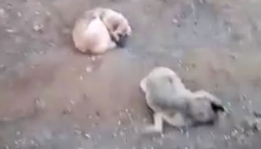 Yürek burkan görüntü... 4 gün boyunca böyle bekledi