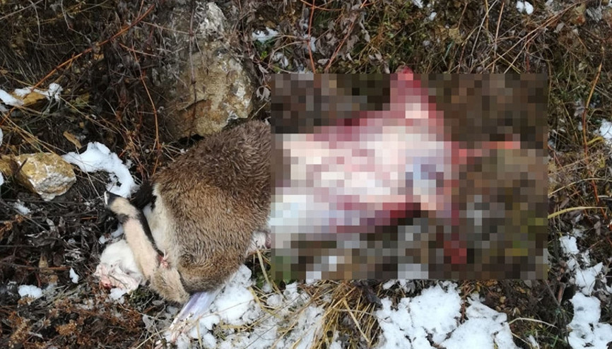 Korkunç görüntü Cezası ağır oldu