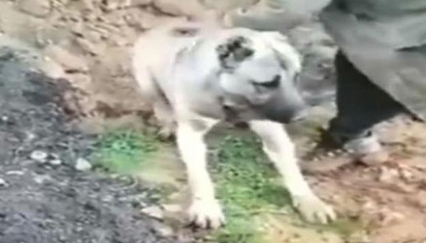 Sosyal medyayı ayağa kaldıran görüntüye inceleme