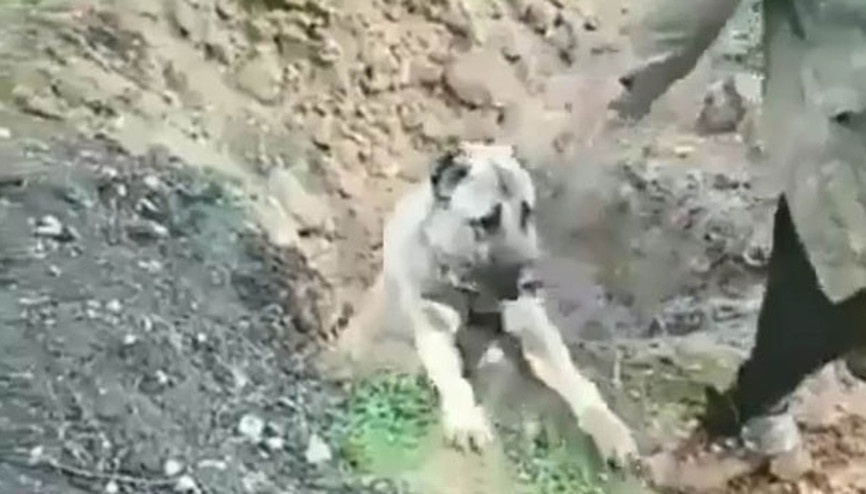 Son dakika haberi... Bu görüntü sosyal medyayı ayağa kaldırmıştı O köpeğin sahibi serbest kaldı