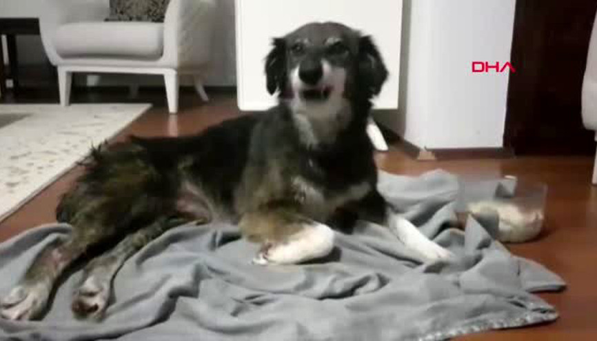 Silivri’de kurşunlanarak felç kalan köpek tedavi için Ankara’ya gönderildi