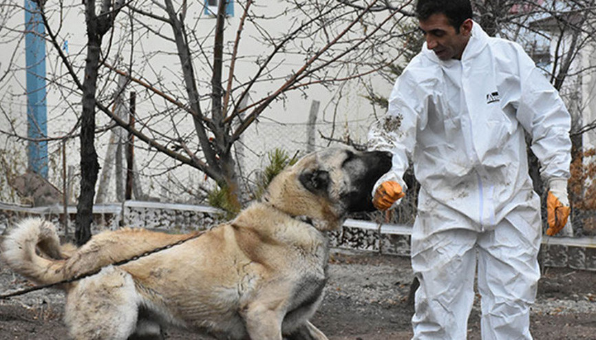 Sahibi, ’Herkül’ isimli Kangal köpeğine paha biçemiyor Sahibi, ’Herkül’ isimli Kangal köpeğine paha biçemiyor
