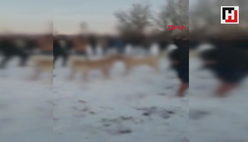 Ormanda köpek dövüştüren 4 kişiye gözaltı