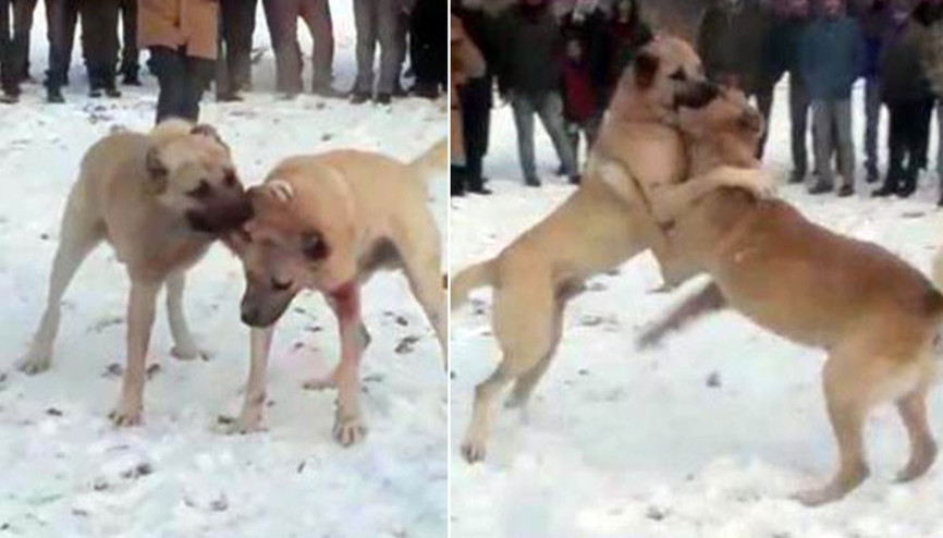Skandal görüntülerin ardından ekipler harekete geçmişti... Ceza yağdı
