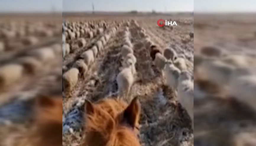 Koyunlarına askeri düzende yürümeyi öğretti