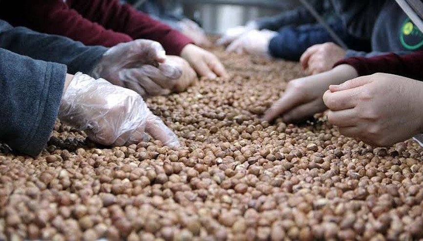 Türkiye geçen yıl en fazla İtalyaya fındık sattı