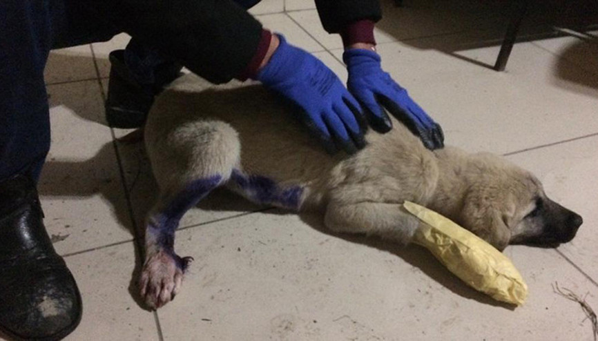 Minibüsün çarptığı köpek tedaviye alındı