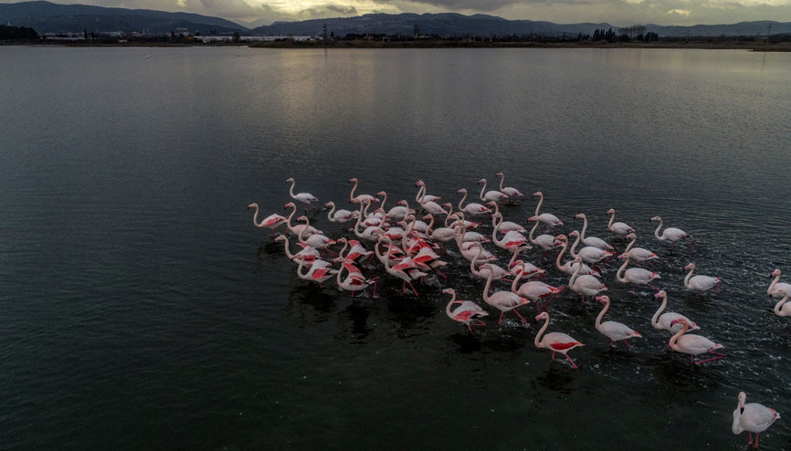 Hersek Kuş Cenneti flamingolarla bir başka güzel