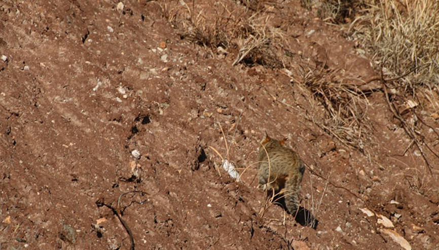Nesli tükenme tehlikesi altındaki yaban kedisi kapana takıldı