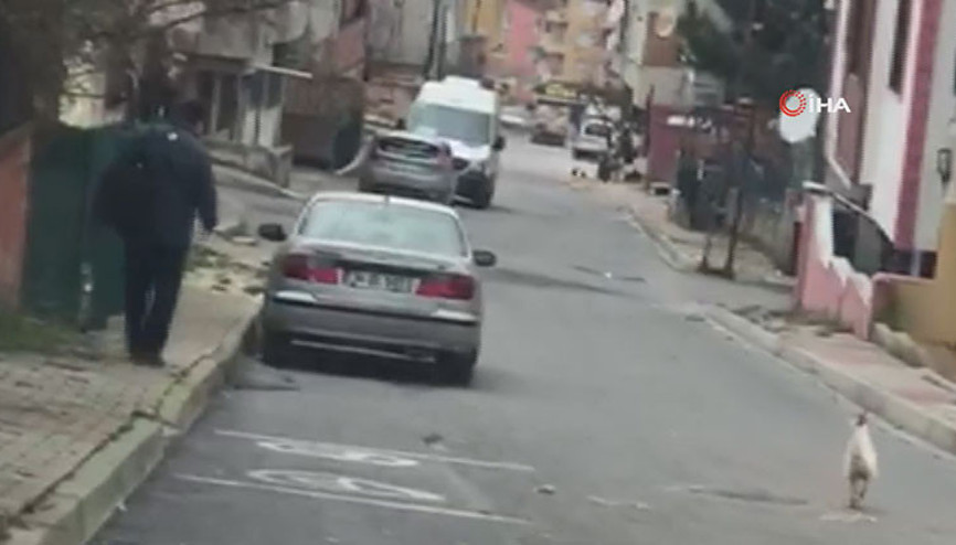 Horozun kendisine taş atan postacıdan intikam aldığı anlar kamerada Horozun kendisine taş atan postacıdan intikam aldığı anlar kamerada