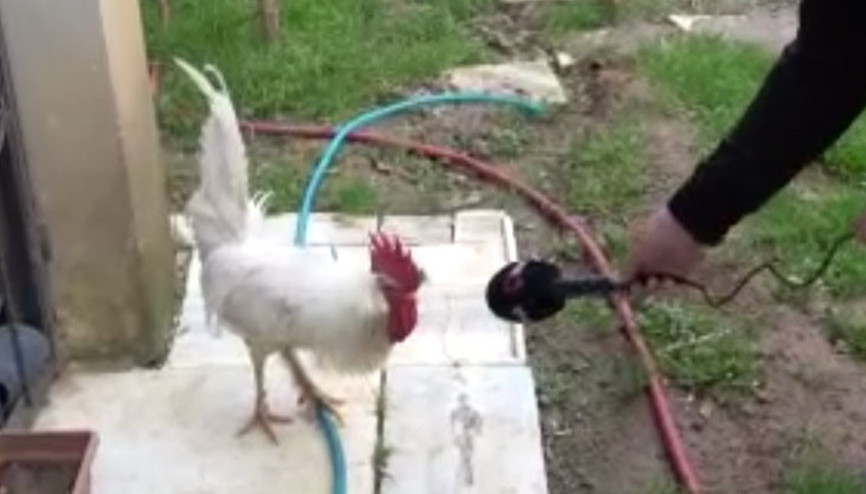 Postacıya saldıran horozun sahibi konuştu Postacıya saldıran horozun sahibi konuştu