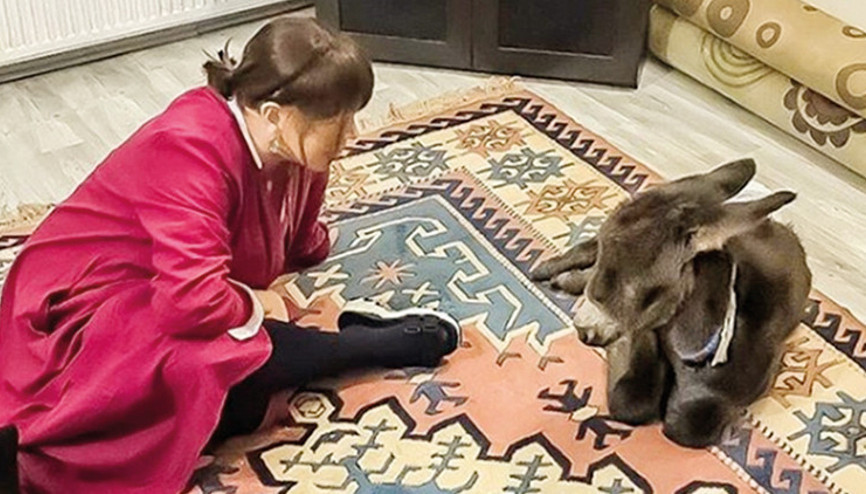 Sezen Aksudan sıpa açıklaması: O deli ben değilim