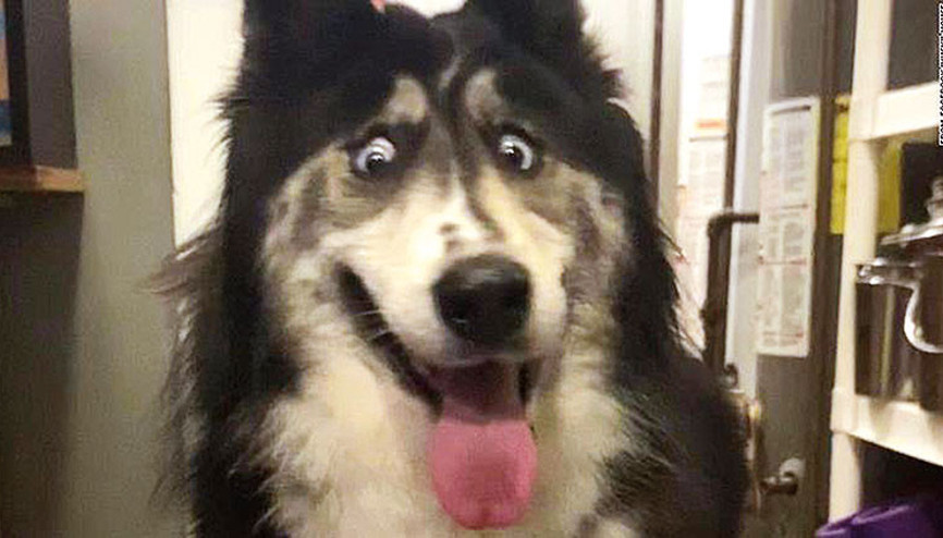 ‘Şaşkın Husky’ herkesin gözdesi