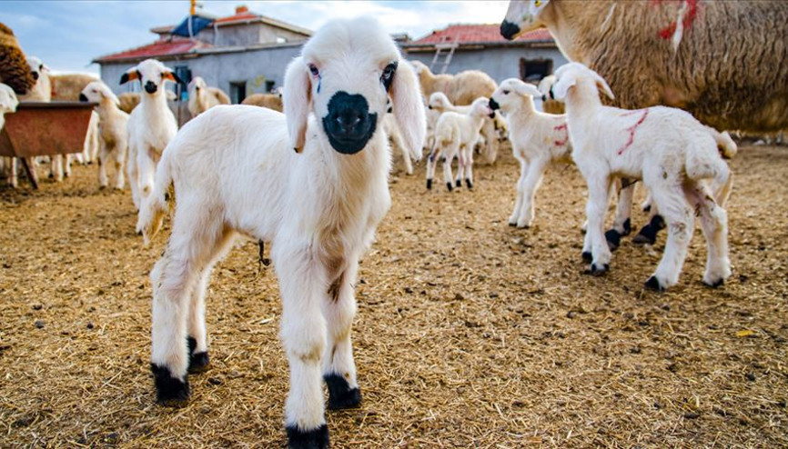 Bakan Pakdemirli açıkladı Küçükbaş hayvancılığa yerli ve milli teknolojik destek Bakan Pakdemirli açıkladı Küçükbaş hayvancılığa yerli ve milli teknolojik destek