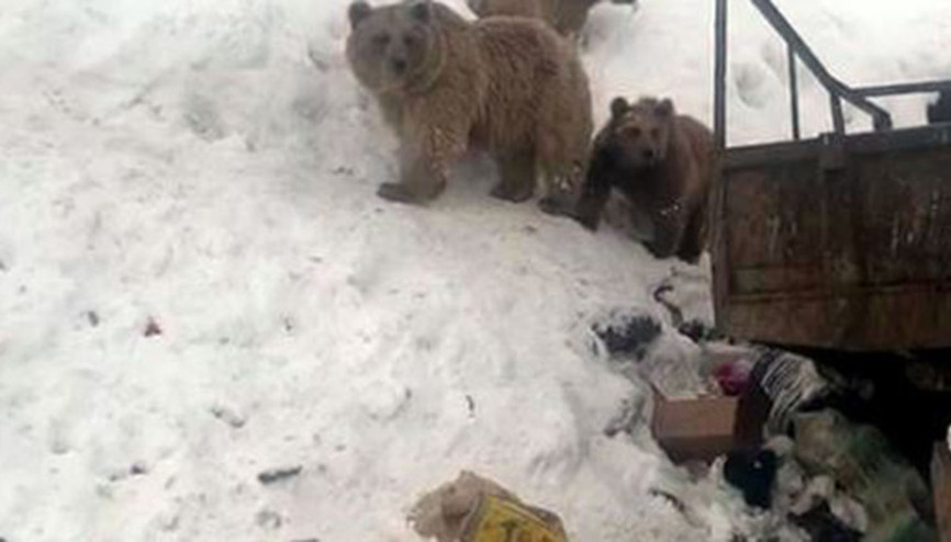 Ayı ve yavruları çöplükte yiyecek ararken görüntülendi