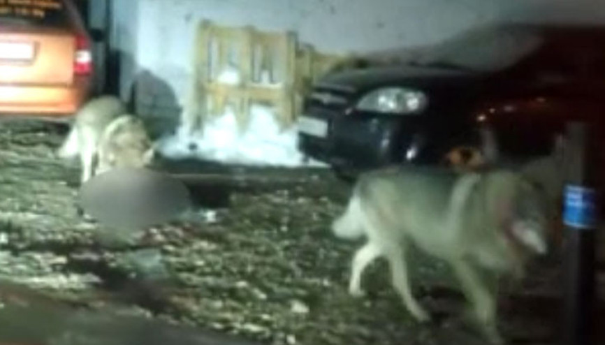 Aç kalan kurtlar şehre indi