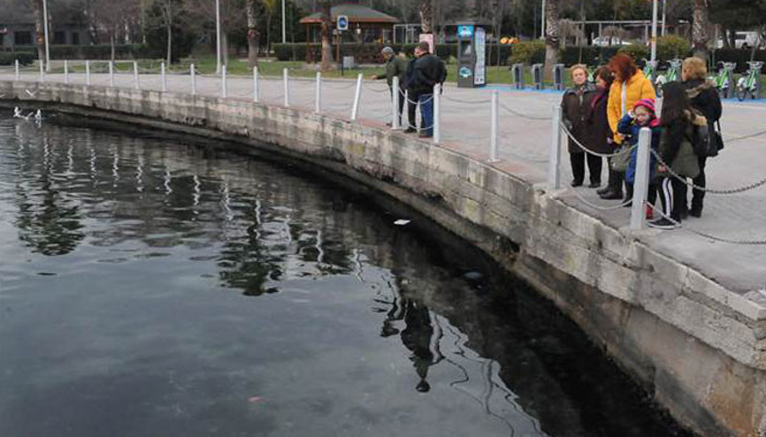 İzmit Körfezinde korkutan görüntü Her yeri kapladı