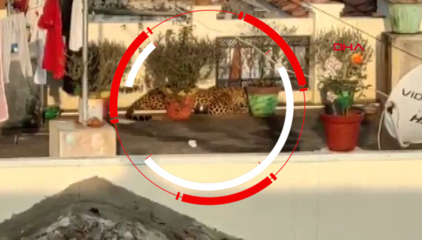 Çatıda uyuyan leopar paniğe neden oldu