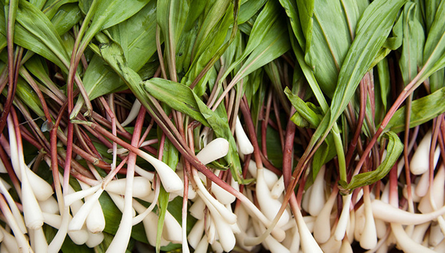 Hala Tanışmayanlara: Çiriş Otu Nedir Nasıl Tüketilir