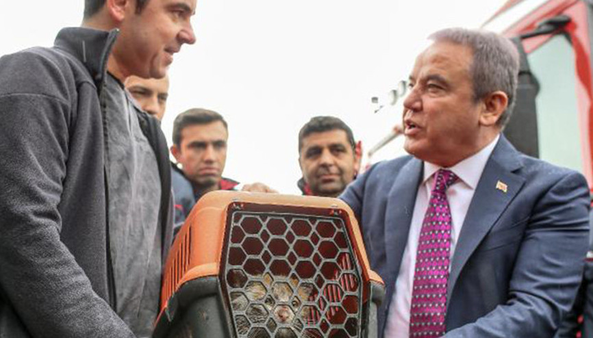 Depremzede kedi, Antalyada tedavide