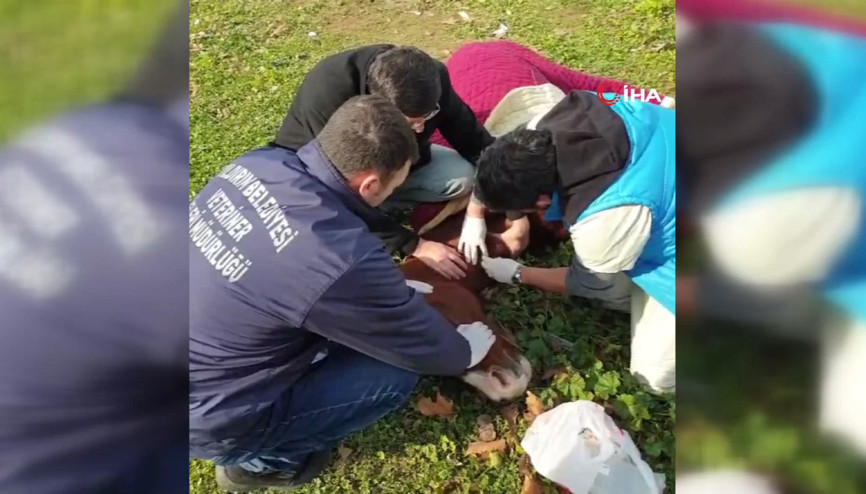 Aç bırakıp ölüme terk ettiler