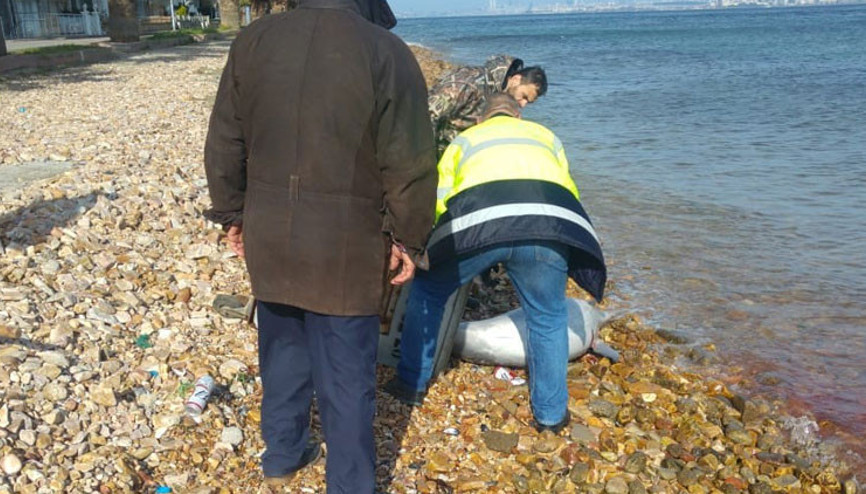 Kınalıada sahilinde yürek burkan görüntü Kuyruğunu kesmişler...